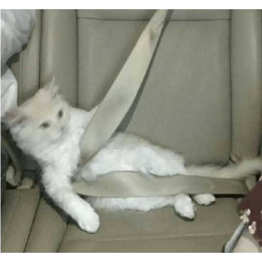 Shook and scared cats 5