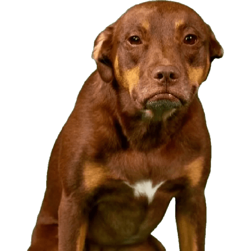Animales Mensos 2.0 18