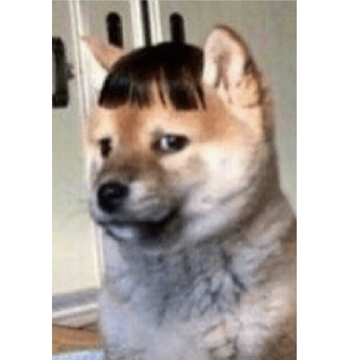 Absydvdks 11