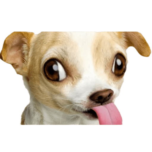 Animales graciosos 5