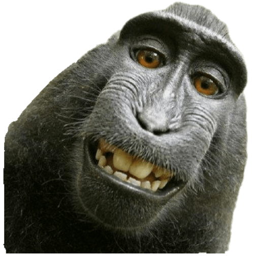 Animales graciosos 9