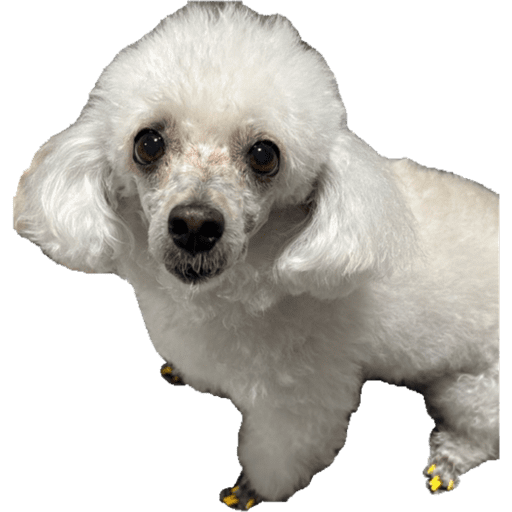 Figurinha do germano 3