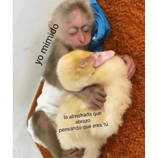 M o n k i 18