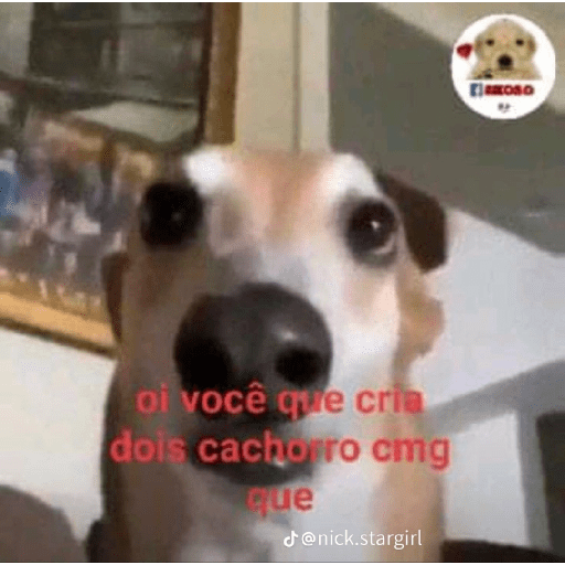 Kiko 5