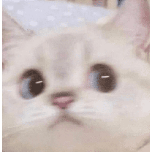 ᕬ >_< ᕬ 11
