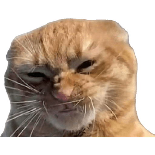 Animales Mensos 2.0 17