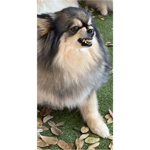 Dogs 2