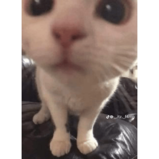 Cats 9