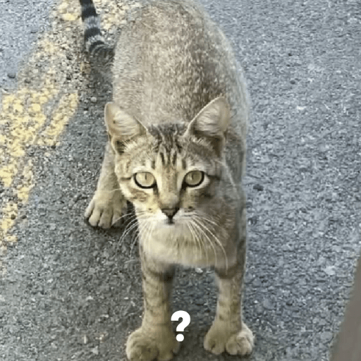 Funny Cats & More  25