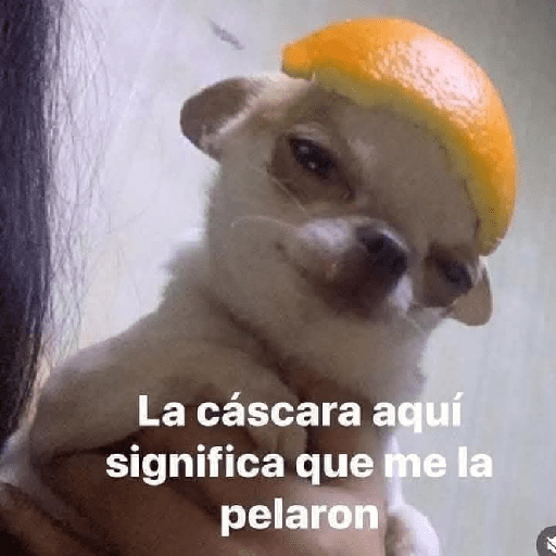 Miau miau  1