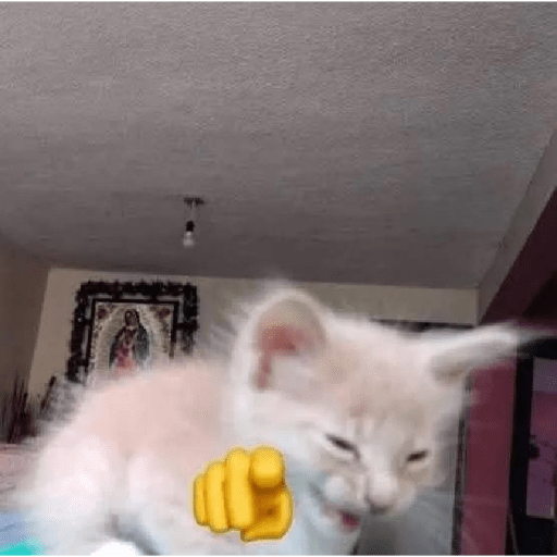 Funny Cats & More  27