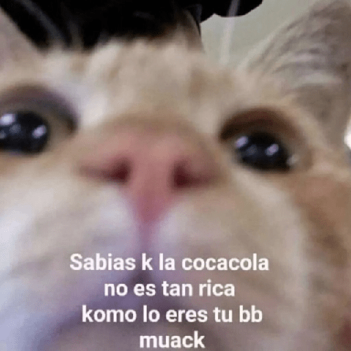 ❤️ Shitpost Amor ❤️ 13