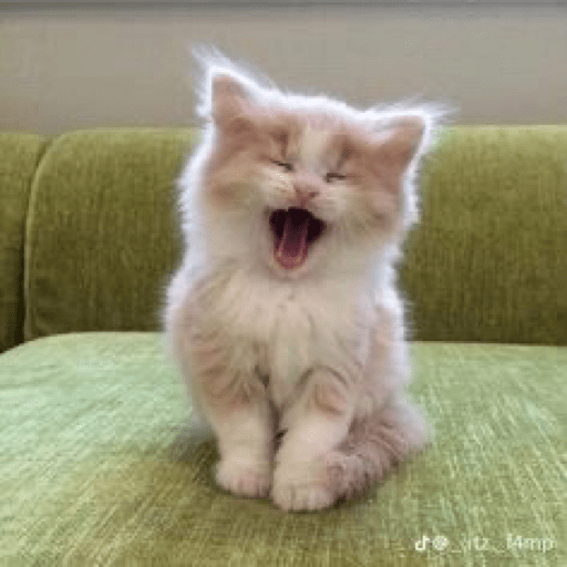Cats 5