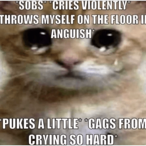 Cats 6