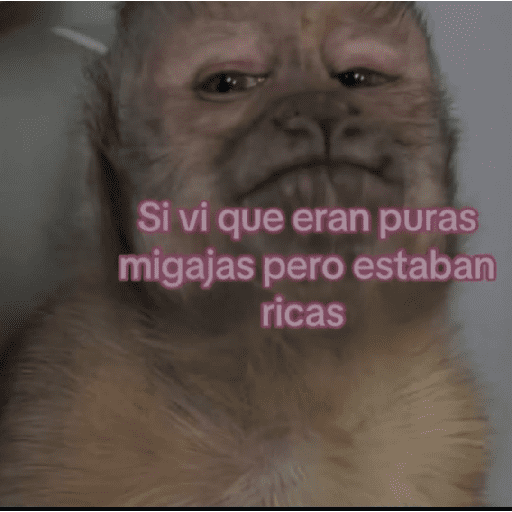 Miau miau  5