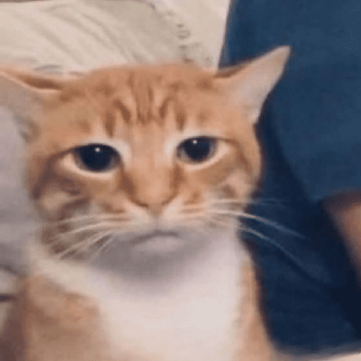 Funny Cats & More  13