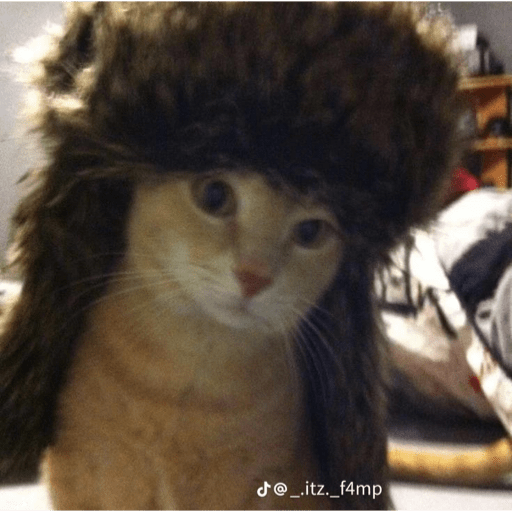 Cats 8