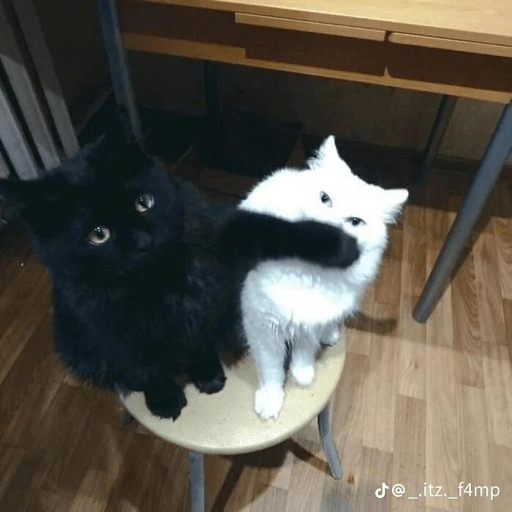 Cats 3