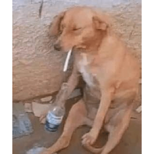 XDD 2