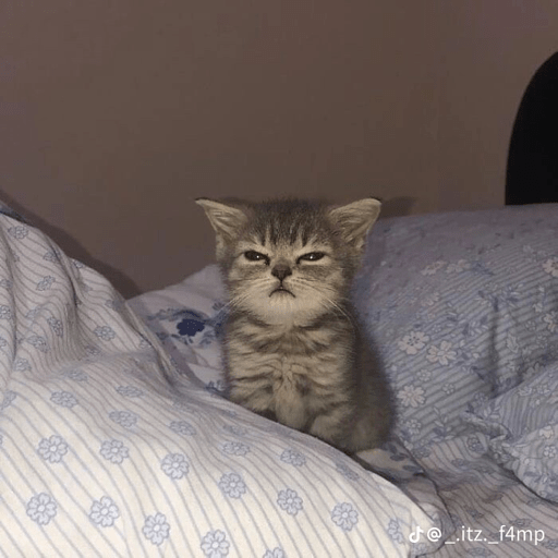 Cats 7