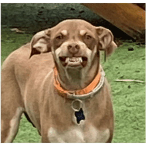 Dogs 4