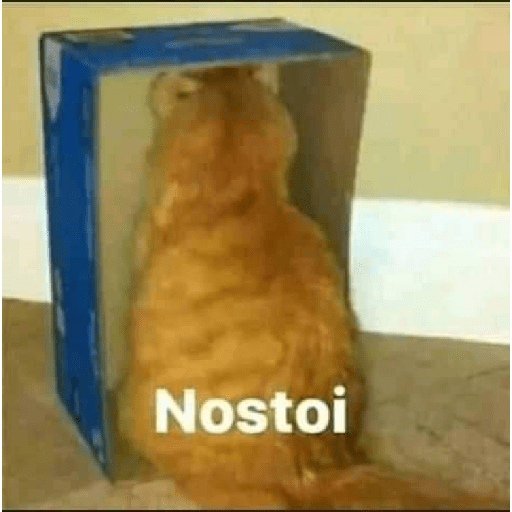 Gatos memes ramdon 8