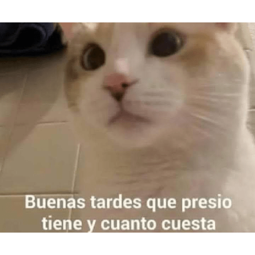 No puedo martha 19