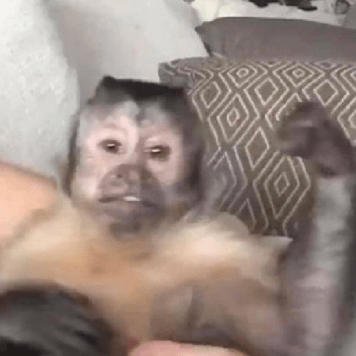 Monkeys monki macaquinhos 9 11