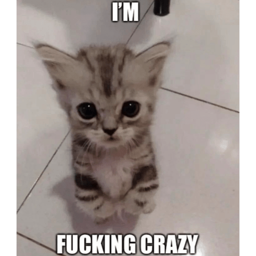 Cats 1
