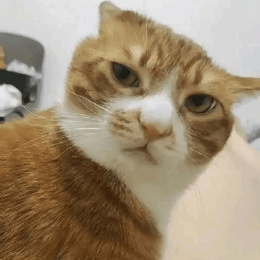 Funny Cats & More  10