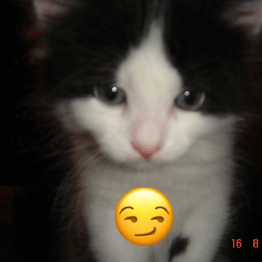 Pal chat  20
