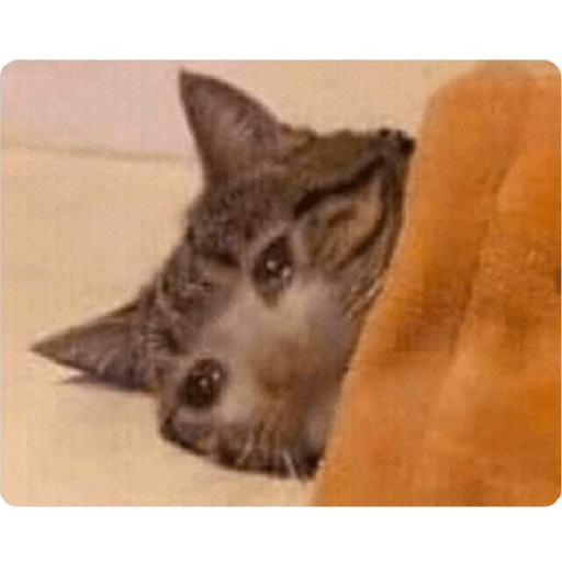 Gatos memes ramdon 10