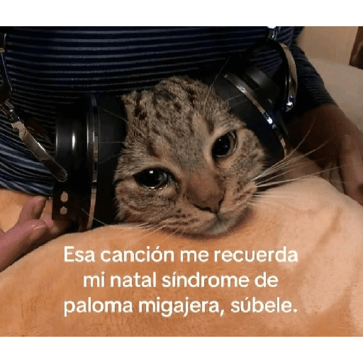 Miau miau  3
