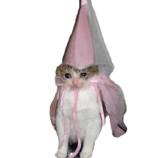 Gatos memes ramdon 1