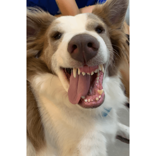 Dogs 6