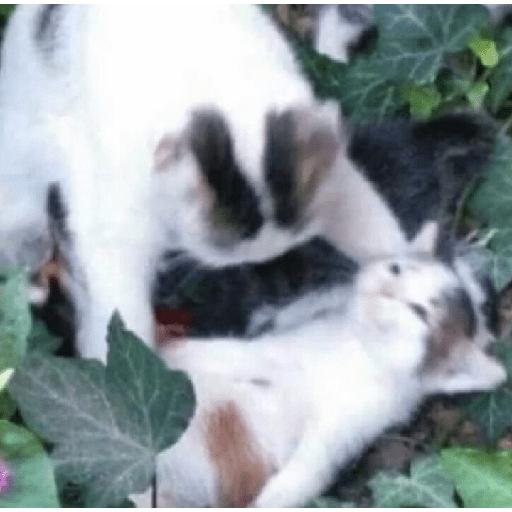 Funny Cats & More  11