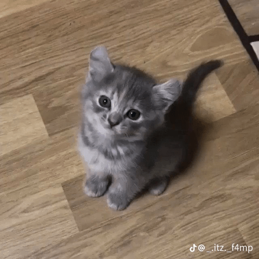 Cats 2