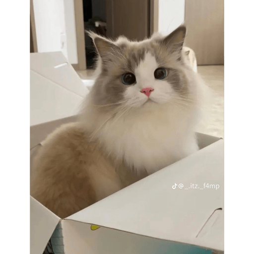 Cats 11