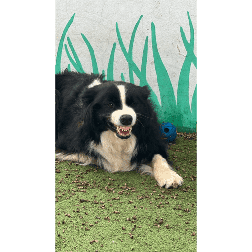 Dogs 3