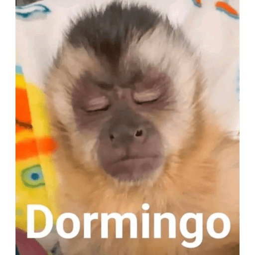 Macacos me mordam 3