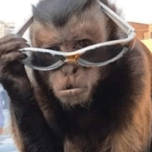 Monkeys monki macaquinhos 9 7