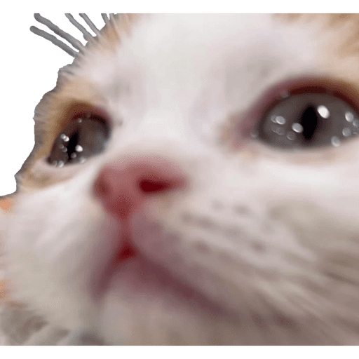 Gatitos 2