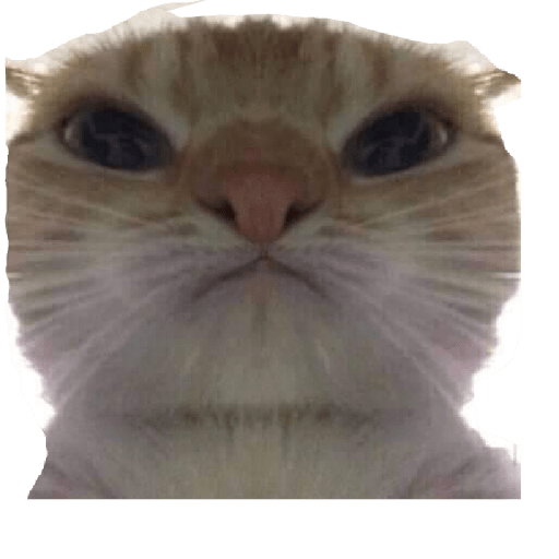 Gatos memes ramdon 4