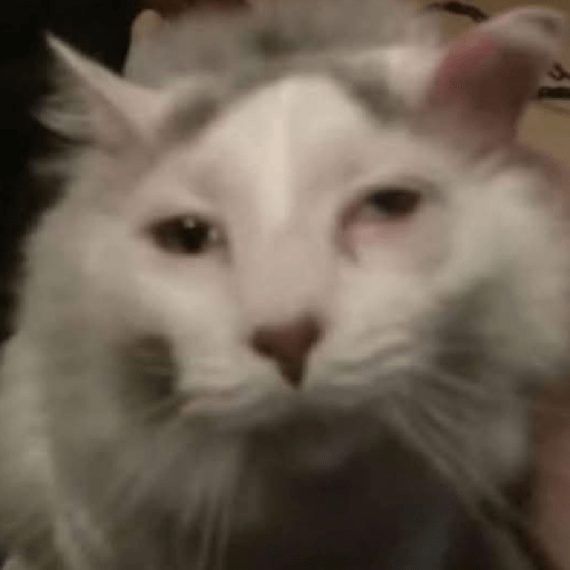 Funny Cats & More  19