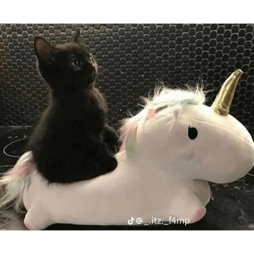 Cats 1