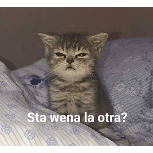 No puedo martha 22