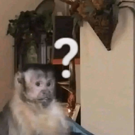Monkeys monki macaquinhos 9 3