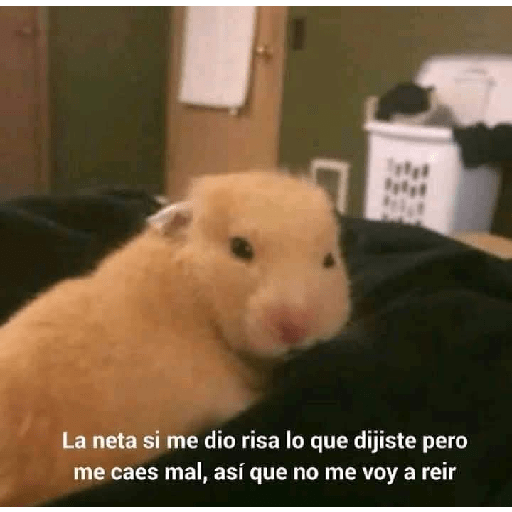 No puedo martha 23