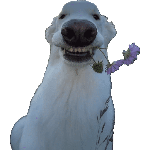 Animais 20