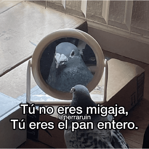 Miau miau  9
